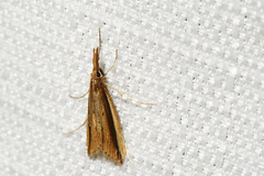 Donacaula