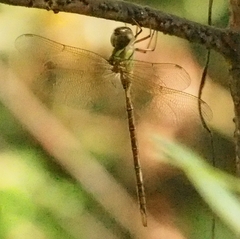 Triacanthagyna trifida