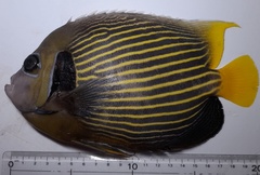 Pomacanthus imperator