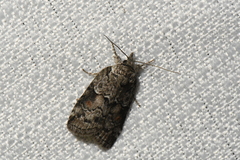 Nycteola