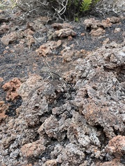 Microlophus albemarlensis