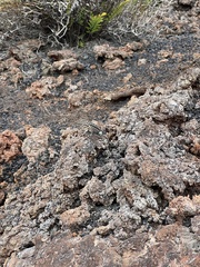 Microlophus albemarlensis