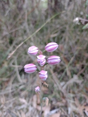 Thelymitra ixioides