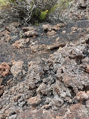 Microlophus albemarlensis