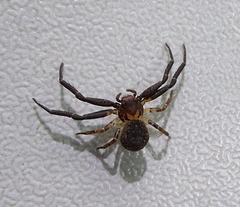 Pycnaxis