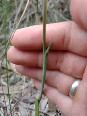 Thelymitra ixioides