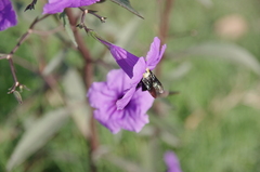 Xylocopa ocularis