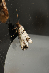 Notocelia culminana