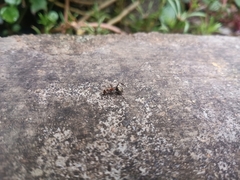 Camponotus rufoglaucus