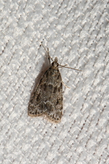 Scoparia basalis