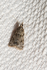 Scoparia basalis