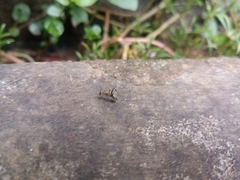 Camponotus rufoglaucus