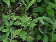 Dichrocephala integrifolia