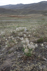 Pulsatilla turczaninovii