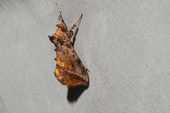 Pseudeva purpurigera