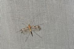 Macrocera