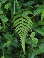 Phegopteris decursive-pinnata