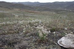 Pulsatilla turczaninovii
