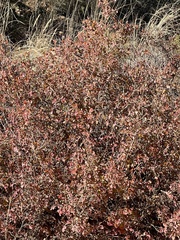 Fraxinus anomala