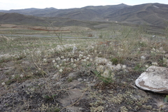 Pulsatilla turczaninovii