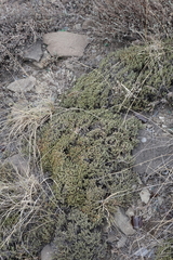 Nanophyton grubovii