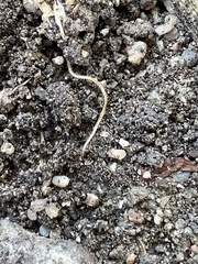 Blaniulus guttulatus