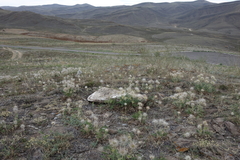 Pulsatilla turczaninovii