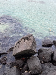 Amblyrhynchus cristatus