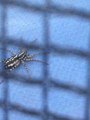 Nyssus coloripes