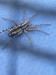Nyssus coloripes