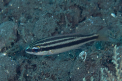 Scolopsis affinis