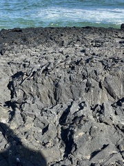 Amblyrhynchus cristatus