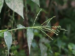 Ichnanthus pallens