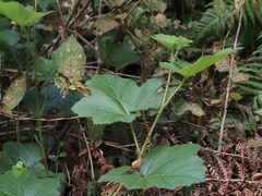 Rubus alceifolius