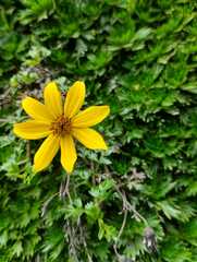 Bidens aurea