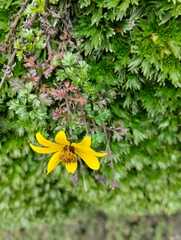 Bidens aurea
