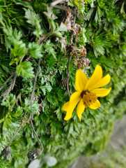 Bidens aurea
