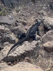 Amblyrhynchus cristatus