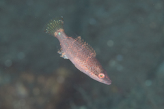 Oxycheilinus orientalis