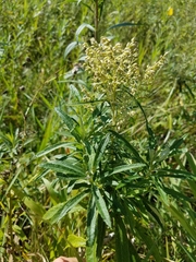Artemisia serrata