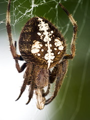 Eriophora ravilla
