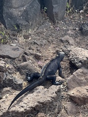 Amblyrhynchus cristatus