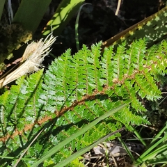 Polystichum vestitum