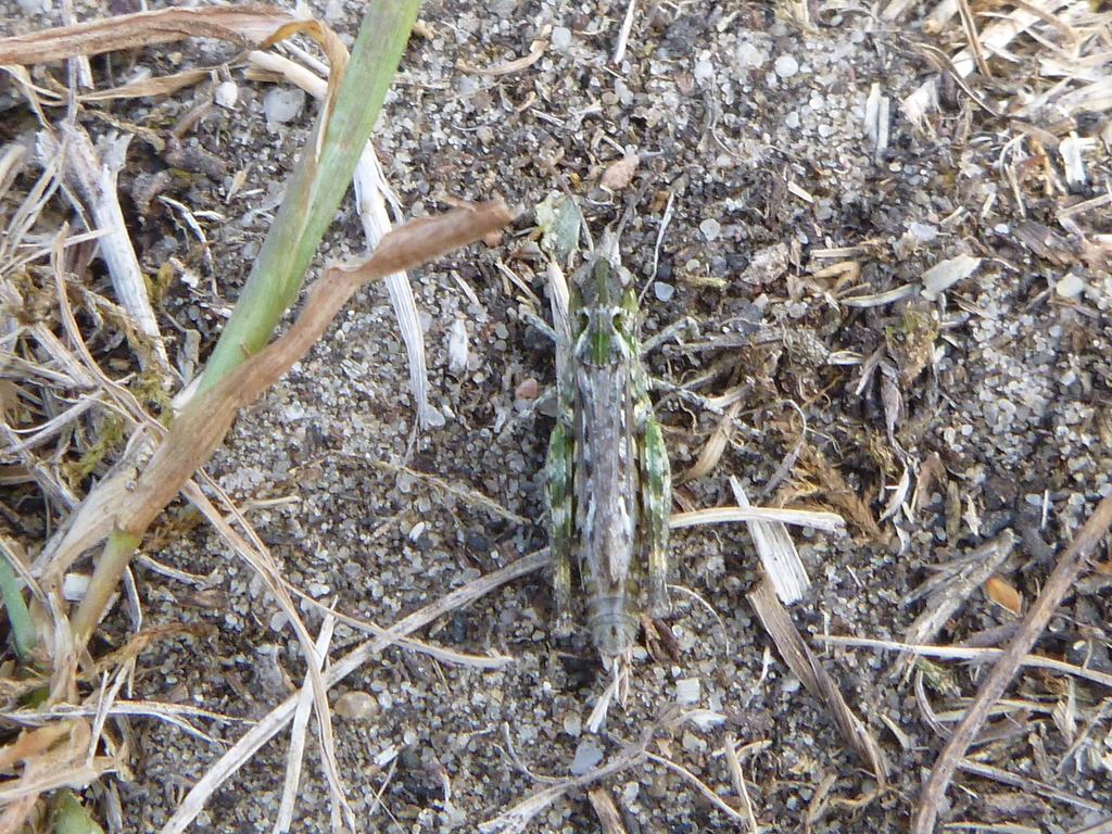 Mottled Grasshopper