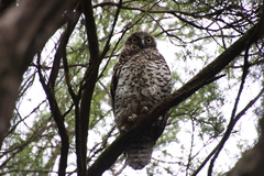 Ninox strenua