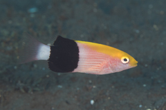 Tarry Hogfish photo 5