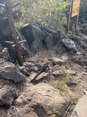 Amblyrhynchus cristatus