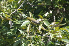 Icterus cucullatus