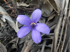 Cheiranthera linearis