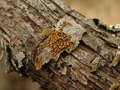 Athallia pyracea